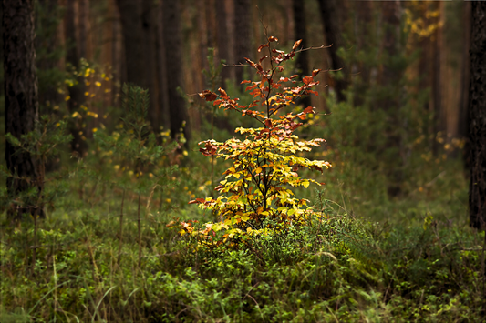 Dauerwald Support